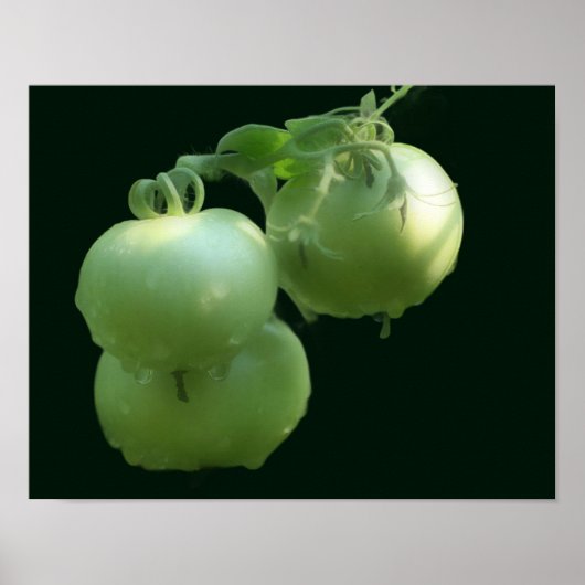 Poster Jardin Vert Tomates Nature (Devant)