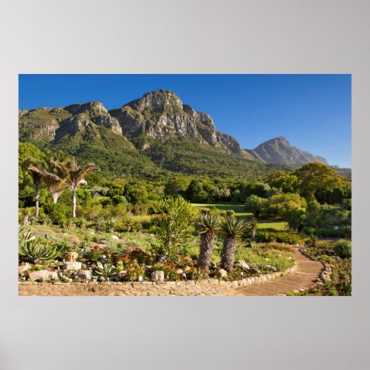 Poster Jardins botaniques de Kirstenbosch, Cap (Devant)