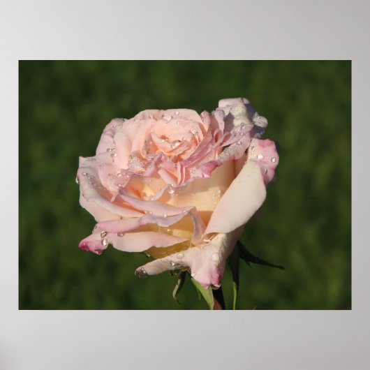 Poster Jardins de Bagatelle Hybrid Tea Rose 054 (Devant)