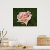 Poster Jardins de Bagatelle Hybrid Tea Rose 054 (Cuisine)