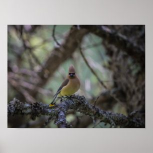 Poster Jaseur d'Amérique sur une branche