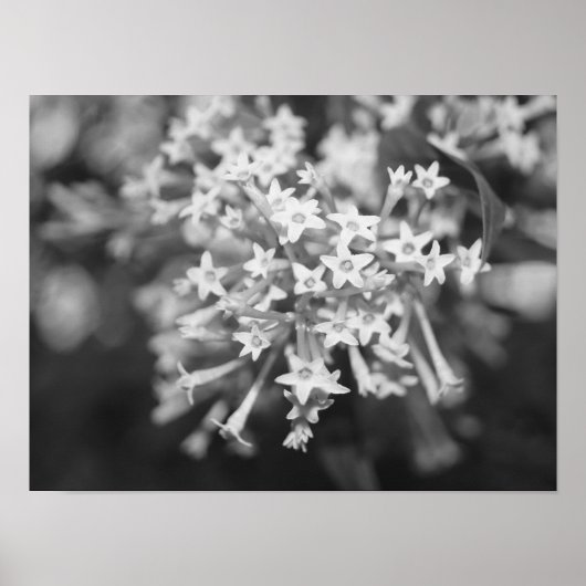 Poster Jasmin Nocturne (Devant)