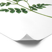 Poster jasmine (Jasminum grandiflorum) par Redouté (Coin)