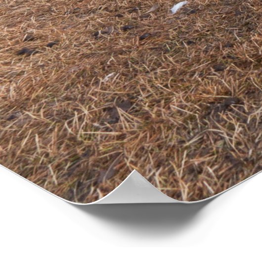 Poster Jasper Alberta Vue Des Trains Et Du Mou À Chenaud (Coin)