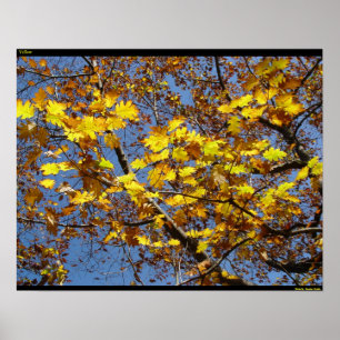 Poster Jaune