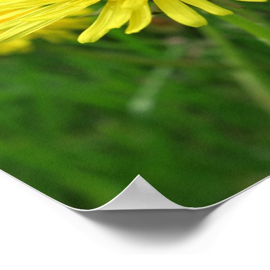 Poster jaune, betercup, plante, pissenlit, prairie, (Coin)