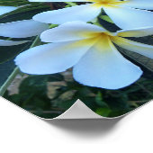 Poster jaune, blanc, frangipanier, fleur, nature, été, (Coin)