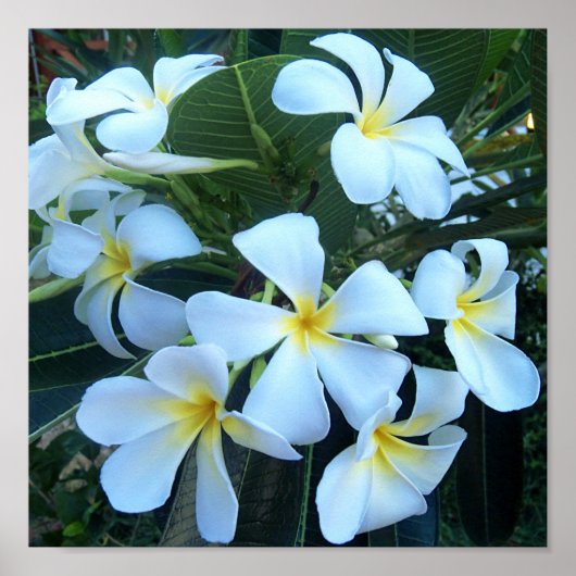Poster jaune, blanc, frangipanier, fleur, nature, été, (Devant)