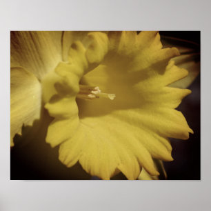 Poster Jaune Daffodique Fleur Fermer