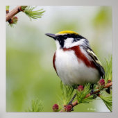 Poster Jaune d'oiseaux (Devant)