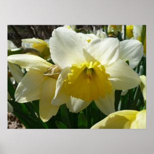 Poster Jaune et blanc Daffodil printemps floral