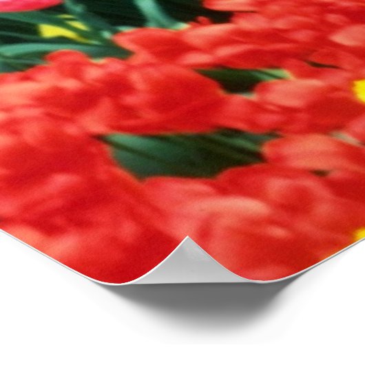 Poster jaune Keukenhof Serres fleurs (Coin)