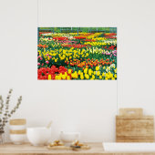 Poster jaune Keukenhof Serres fleurs (Cuisine)