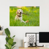 Poster Jaune Labrador Joue Récupérer Avec Bâton (Bureau à domicile)