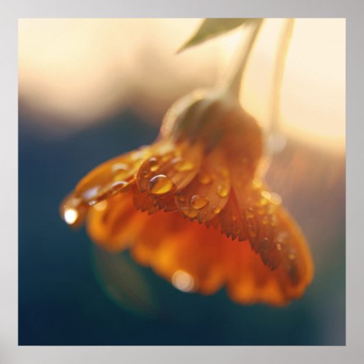Poster Jaune Orange Marigold Flower Drop Macro (Devant)
