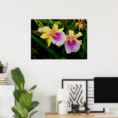 Poster Jaune rose violet Miltonia Sunset Orchidées (Bureau à domicile)