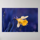 Poster Jaune sur bleu (Devant)