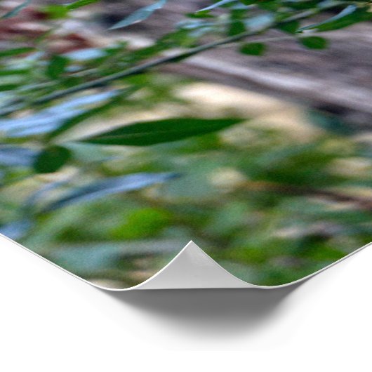 Poster Javan léopard dormir sur une branche d'arbre (Coin)