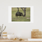 Poster Javelina. (Cuisine)