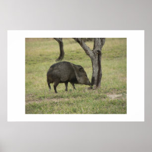 Poster Javelina.