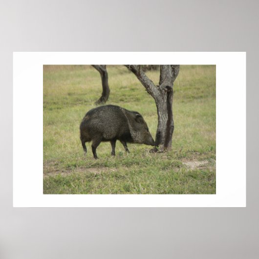 Poster Javelina. (Devant)