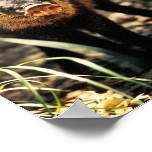 Poster Javelina (Coin)