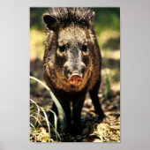 Poster Javelina (Devant)