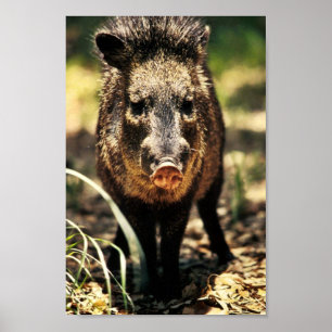 Poster Javelina