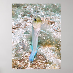 Poster Jawfish