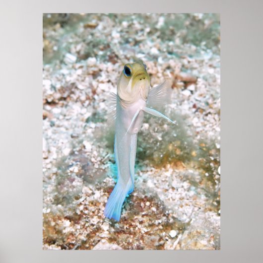 Poster Jawfish (Devant)