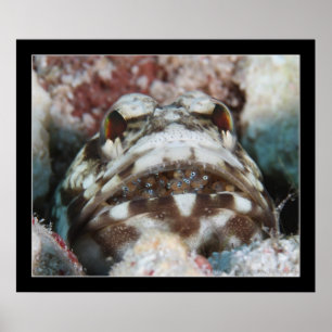 Poster Jawfish avec des oeufs
