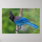 Poster Jay 1 de Steller (Devant)