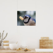 Poster Jay bleu avec arachide (Cuisine)