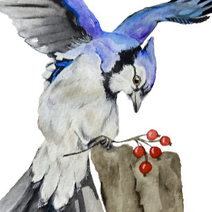Poster Jay bleu d'oiseau de la forêt