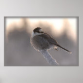 Poster jay gris 2 (Devant)