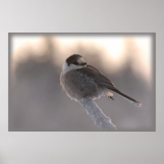 Poster jay gris 2 (Devant)