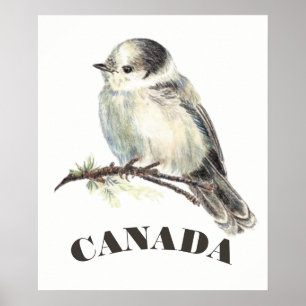 Poster Jay gris gris d'oiseaux du Canada, Jack Whiskey