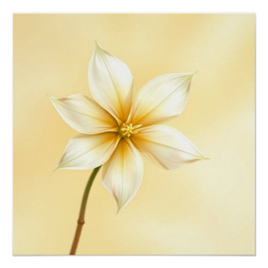 Poster jazmine flower (Devant)