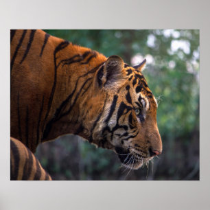 Poster Je ne suis pas un chaton. Arme - le tigre