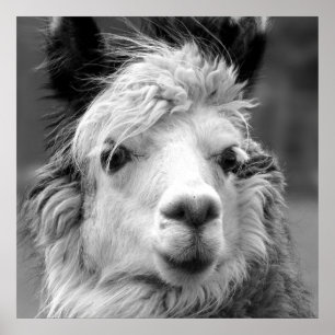 Poster Je suis belle