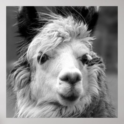 Poster Je suis belle (Devant)