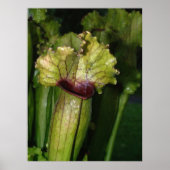 Poster Je suis carnivore ! (Devant)