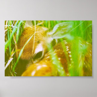 Poster Je suis timide