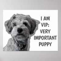 Je suis VIP : Très important Chien, chien mignon