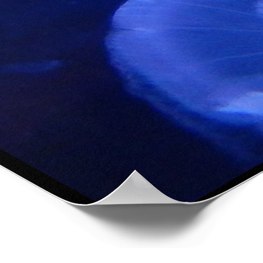 POSTER JELLYFISH (Coin)