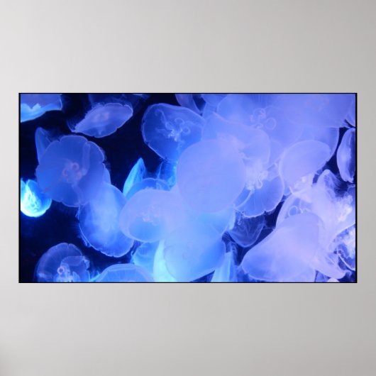 POSTER JELLYFISH (Devant)