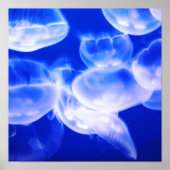 Poster Jellyfish Deep Blue (Devant)