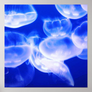 Poster Jellyfish Deep Blue