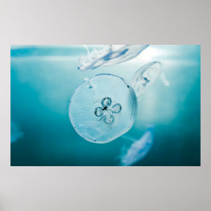 POSTER JELLYFISHES SOUS L'EAU