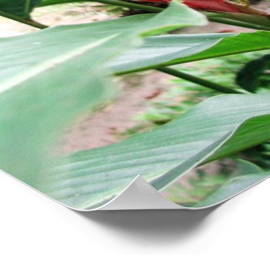 Poster Jengibre rojo (gingembre rouge) (Coin)